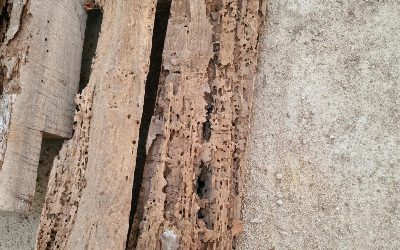 Addressing Woodworm Infestations: Importance of Proper Diagnosis and Treatment by Cannon Clarke Ltd.